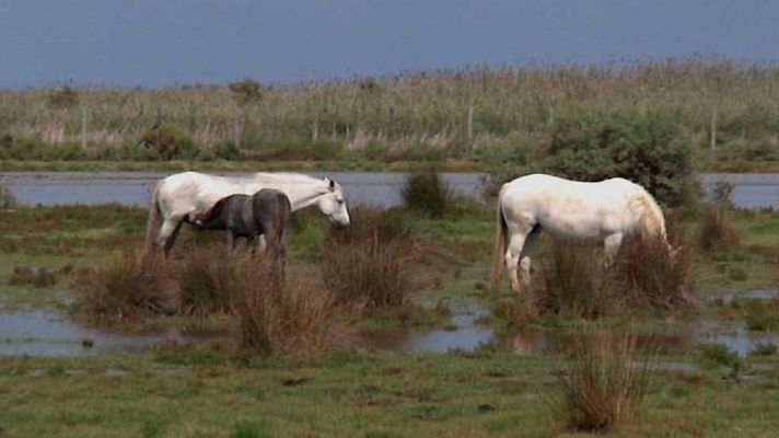 Aquí la Tierra - Aquí la Tierra - 10/11/17