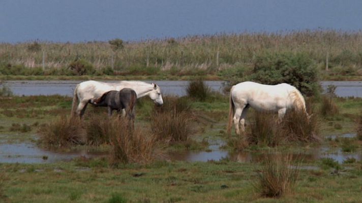 Aquí la Tierra - Caballos de agua