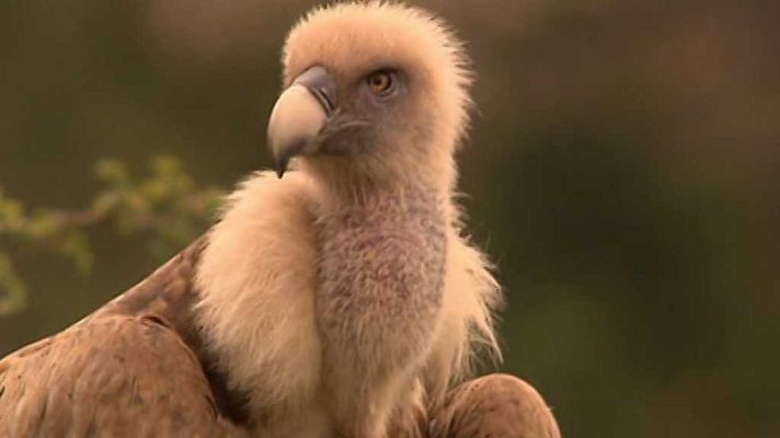 La aventura del Saber - La aventura del saber - 13/11/17