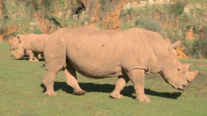 Aquí la Tierra - Un pedacito de África