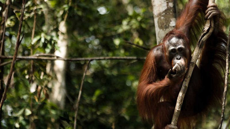 En portada - Ecocidio - ver ahora