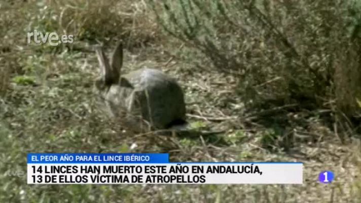  - 13 linces muertos por atropello en Andalucía en lo que va de año