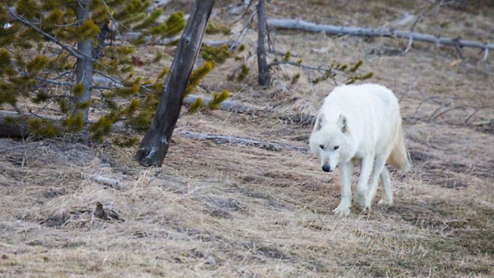 Grandes documentales - Loba blanca: La loba blanca de la manada del Gran Cañón - ver ahora
