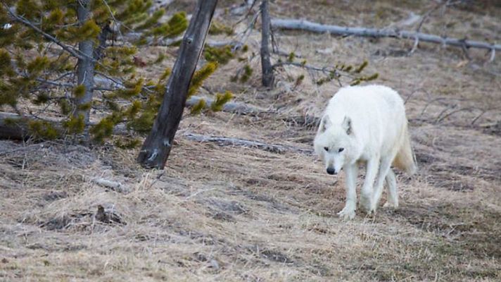 Grandes documentales - Loba blanca: La loba blanca de la manada del Gran Cañón