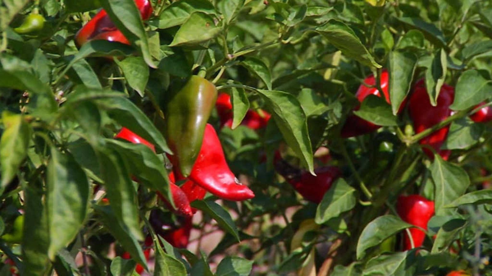 Aquí la Tierra - 14/11/17 - ver ahora