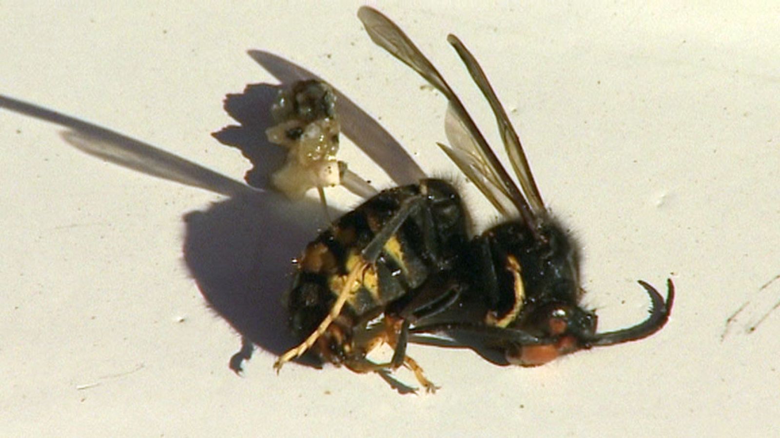 Un hombre muere en Pontevedra tras ser atacado por un enjambre de avispas asiáticas