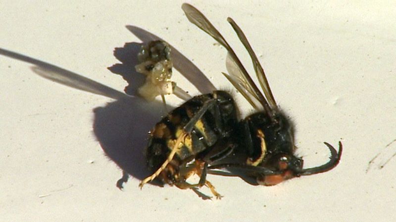 Un hombre muere en Pontevedra tras ser atacado por un enjambre de avispas asiáticas