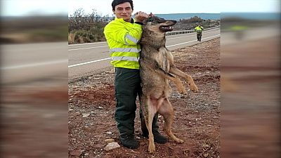 La Guardia Civil investiga la fotograf�a de un trabajador p�blico de Palencia con un lobo atropellado