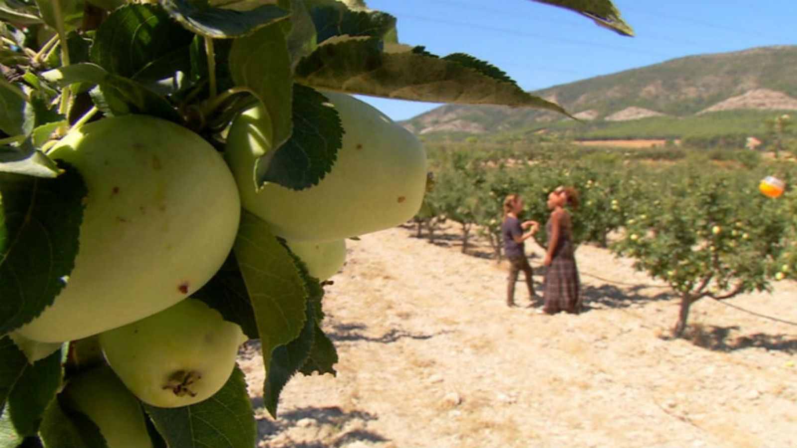 Un manzana golden muy gourmet
