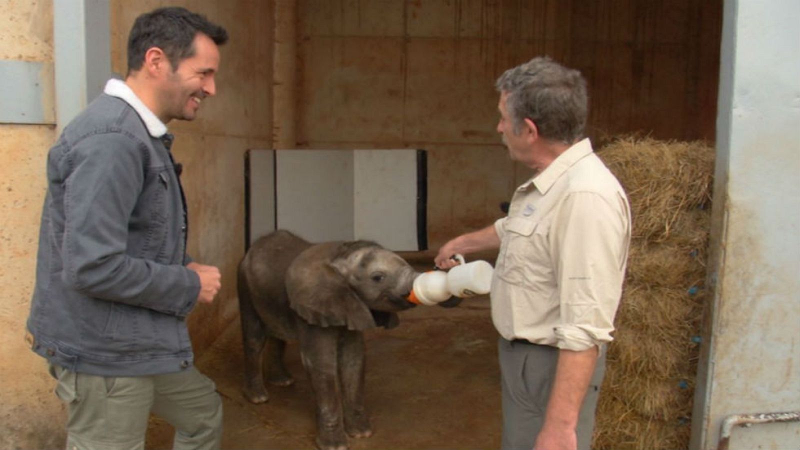 Un elefantito que enamora