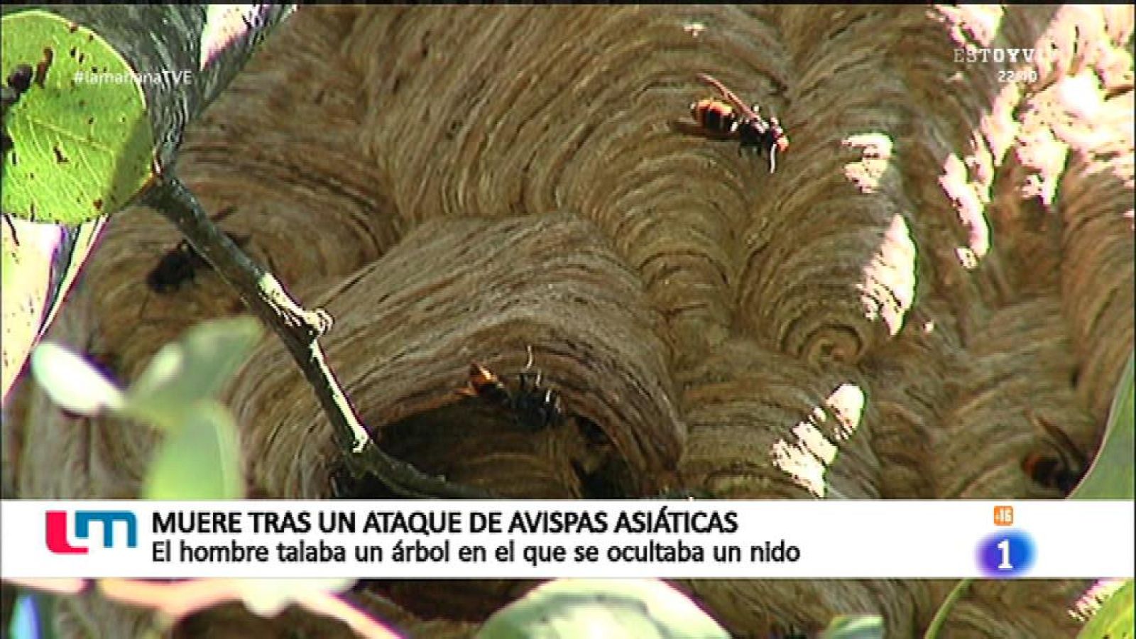 Muere tras ser atacado por enjambre de avispas