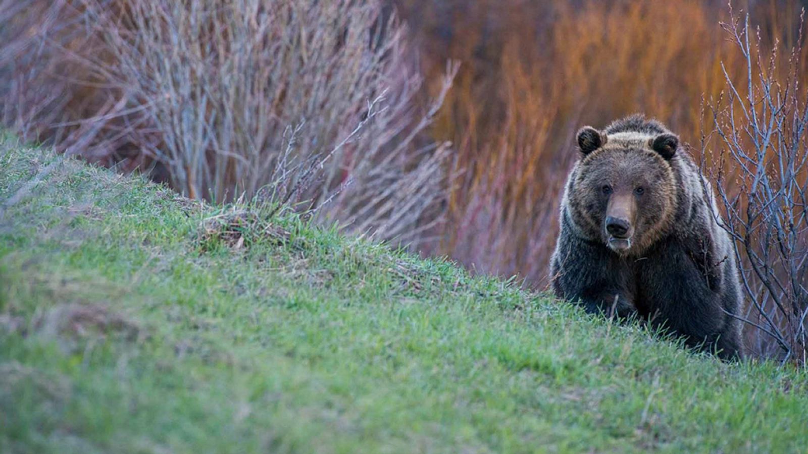 Grandes documentales - Yellowstone salvaje: Verano Grizzly - ver ahora
