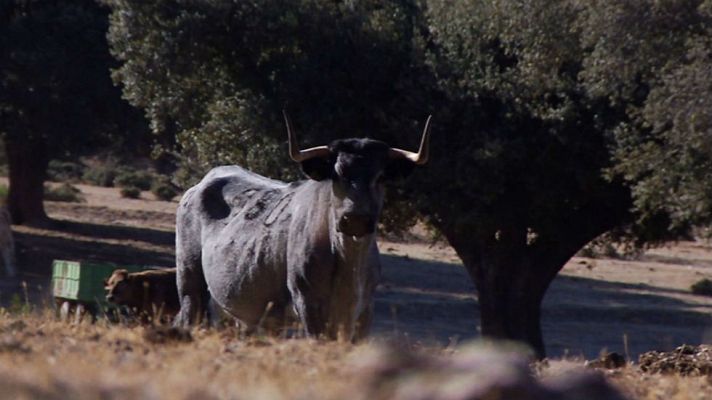 Aquí la Tierra - La morucha, una vaca temperamental