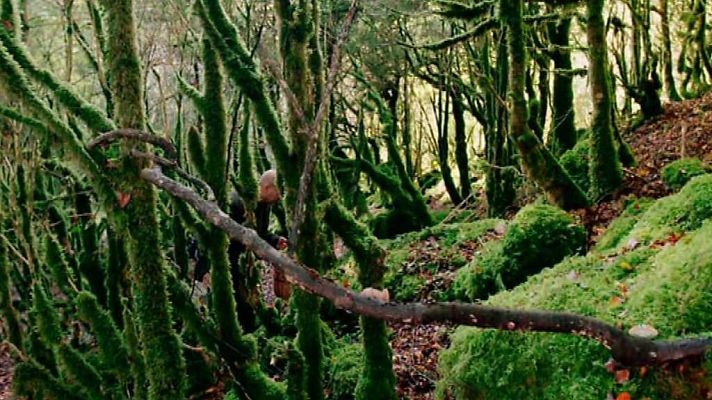 El señor de los bosques - Spido Freyre