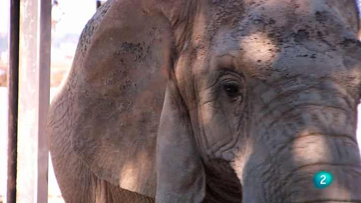 Cinc dies a... - Zoo de Barcelona: La cura dels elefants