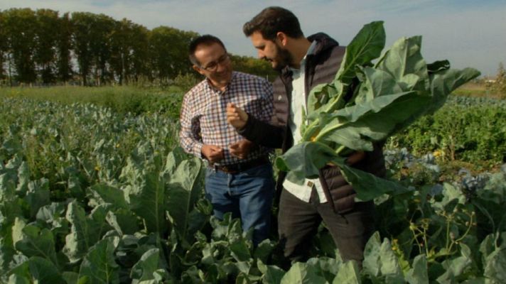Aquí la Tierra - Coles cargadas de color