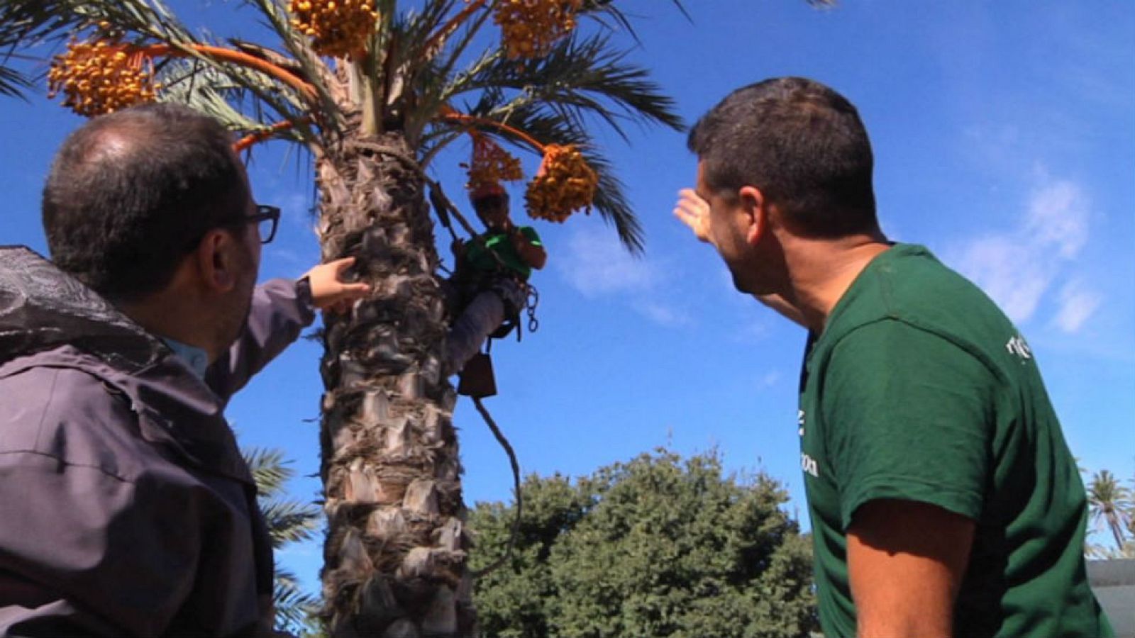 Cogemos dátiles como antiguamente