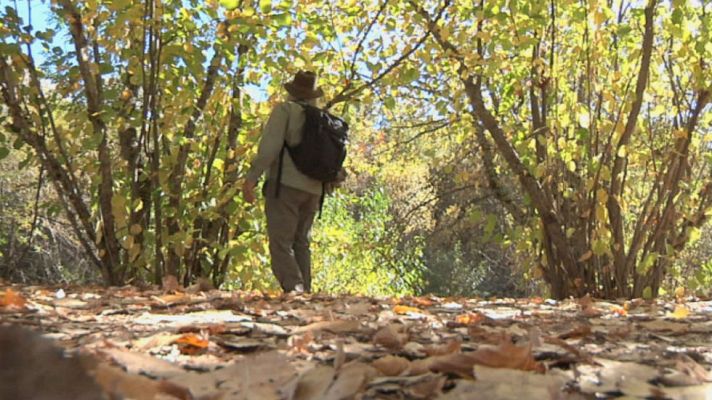 Aquí la Tierra - El árbol de los hechizos