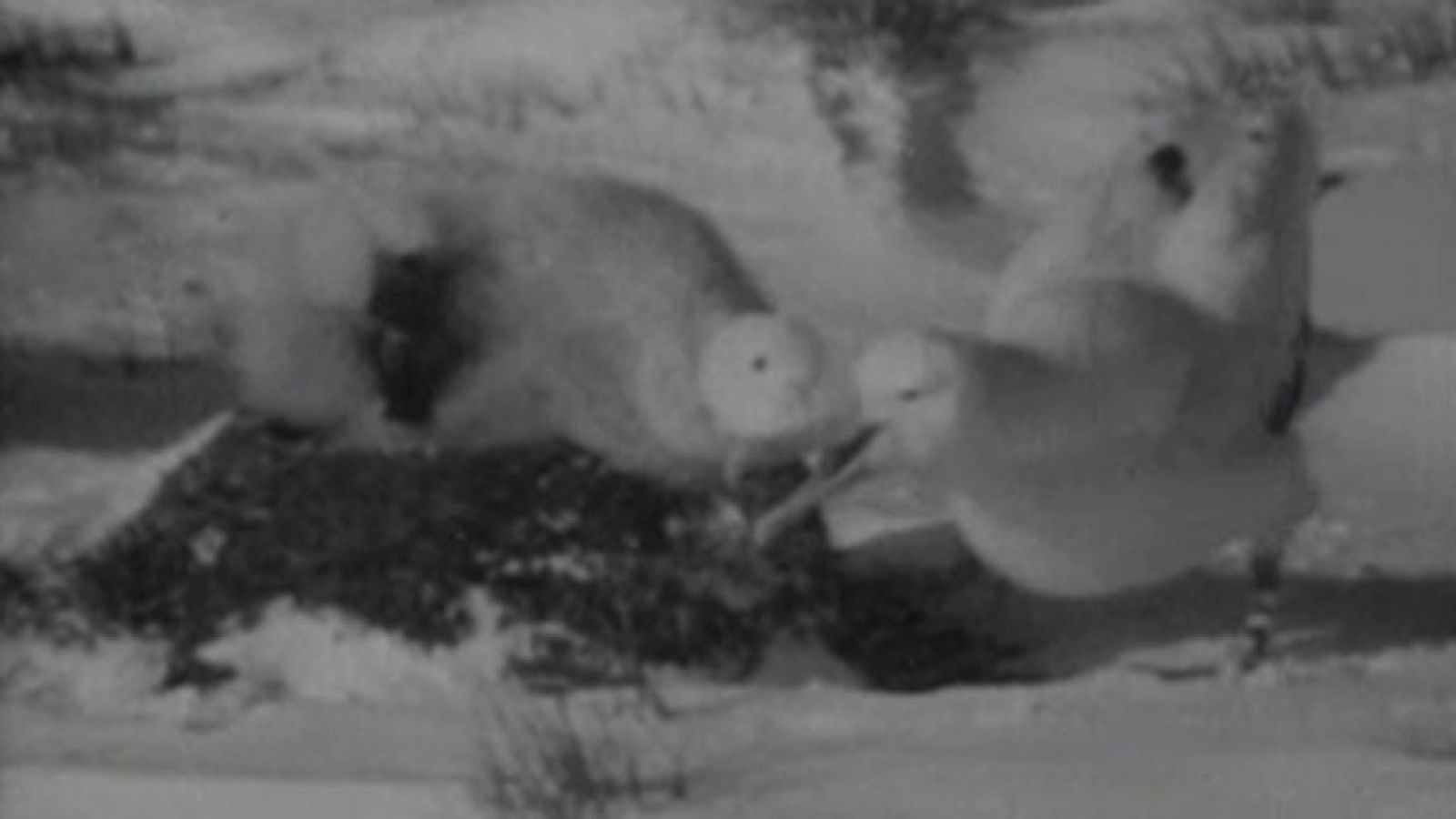 El planeta azul - El albatros, rey de las aves marinas