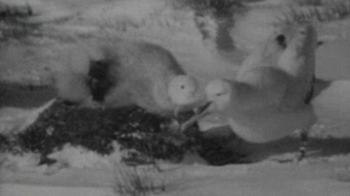 El planeta azul - El albatros, rey de las aves marinas