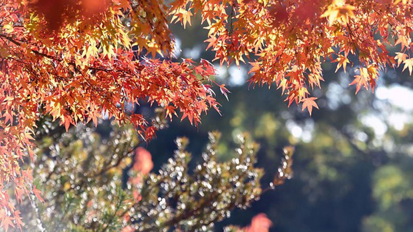 Las lluvias continúan en Galicia, con temperaturas superiores a lo normal en la vertiente atlántica y cantábrica