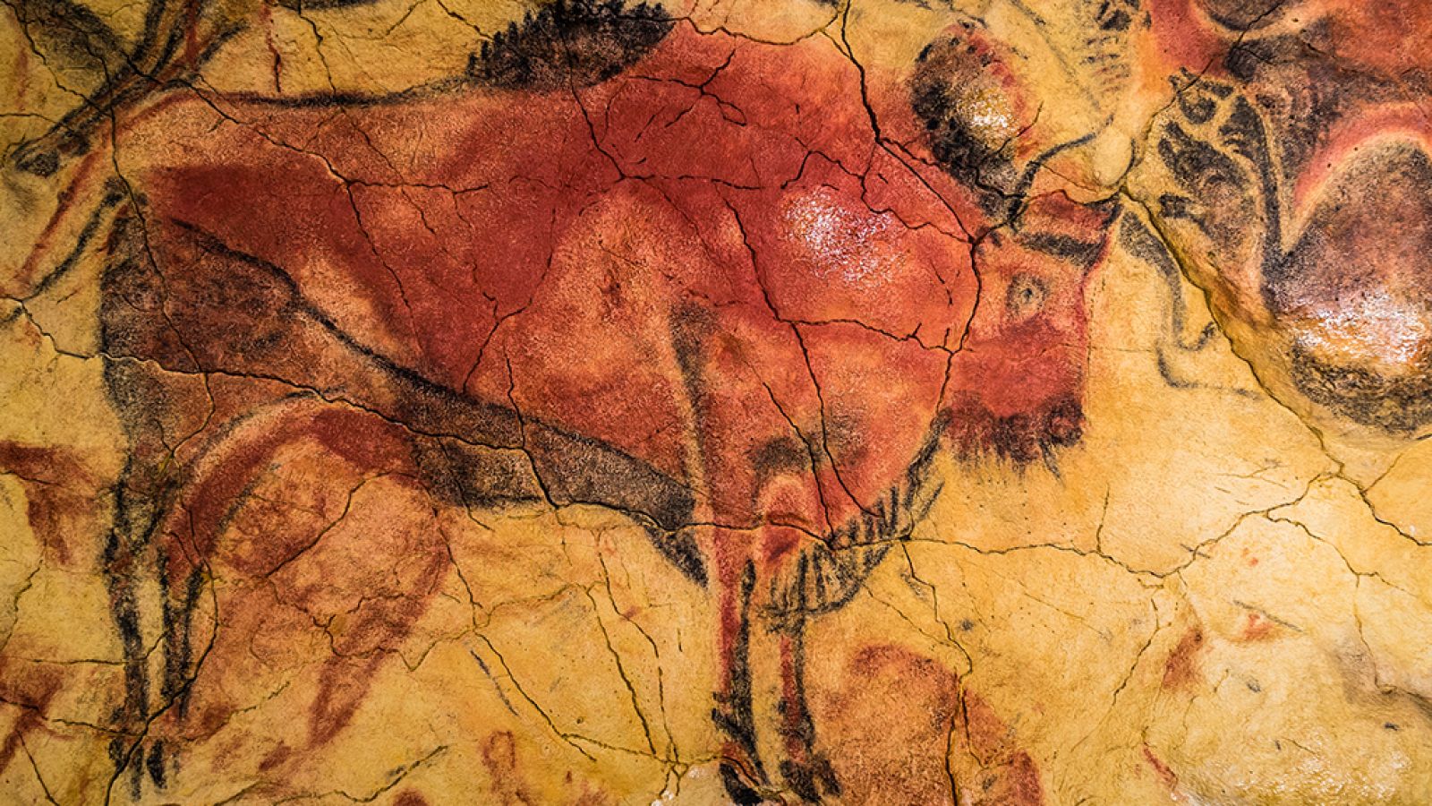 Documenta2 - Una nueva prehistoria: El amanecer de los mamíferos - ver ahora