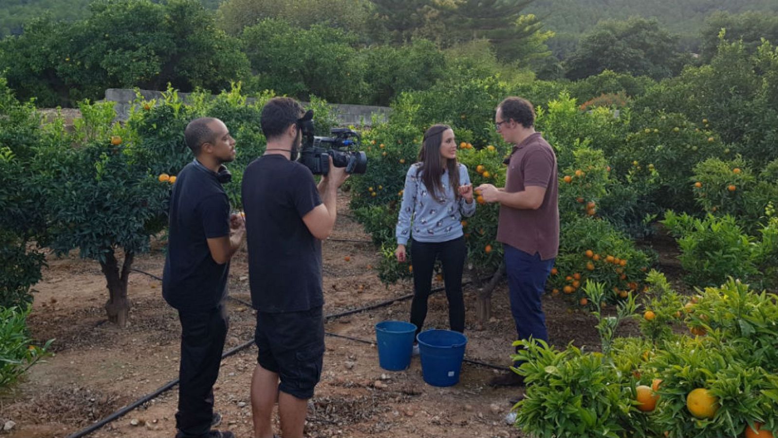 En busca de la mandarina perfecta