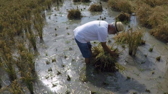 Aquí la Tierra - La recolección de arroz más auténtica