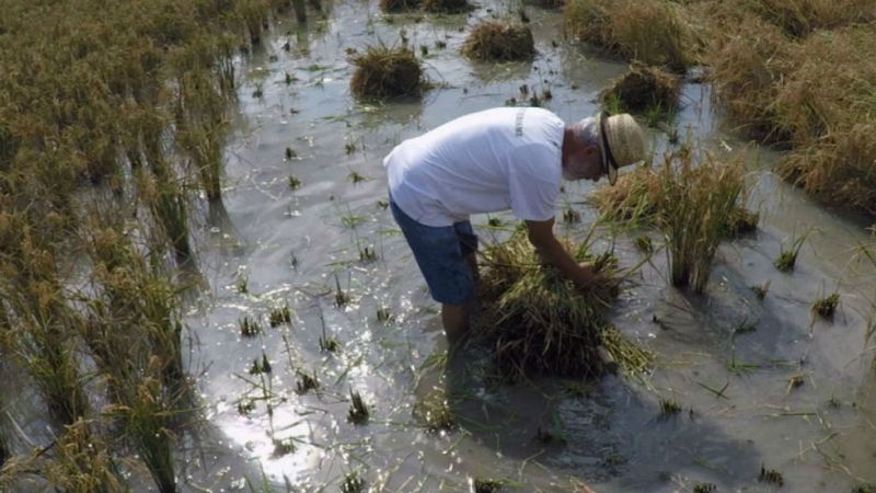 La recolección de arroz más auténtica