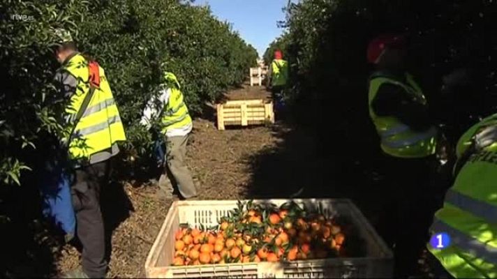  - Huelva, primera provincia española en producción de mandarinas