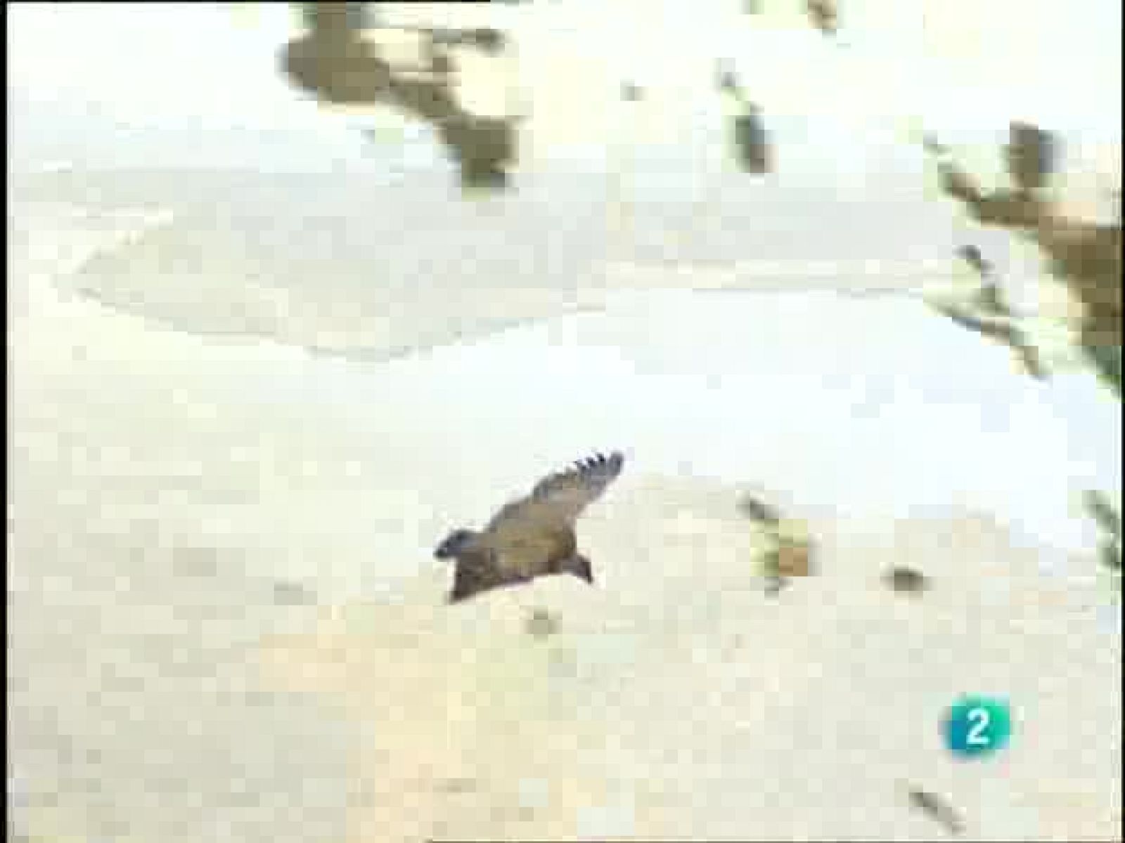 Espacios naturales - Habitat con futuro - Cazorla, Segura y Las Villas - Primera parte | Ver