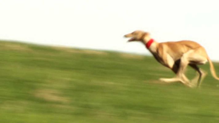 Jara y sedal - Copa del aceite