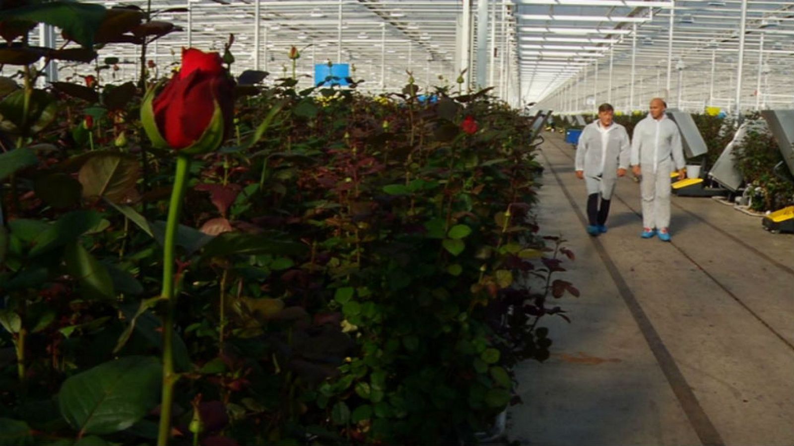 Cultivadores de emociones