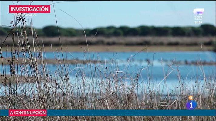 La mañana - Pozos ilegales en Doñana