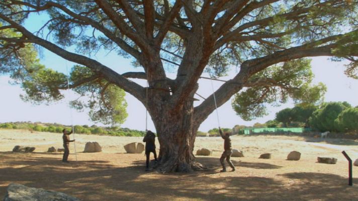 Aquí la Tierra - Coger piñones, arriesgada labor