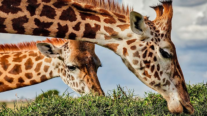 Grandes documentales - Mama Twiga en el jardín del Edén