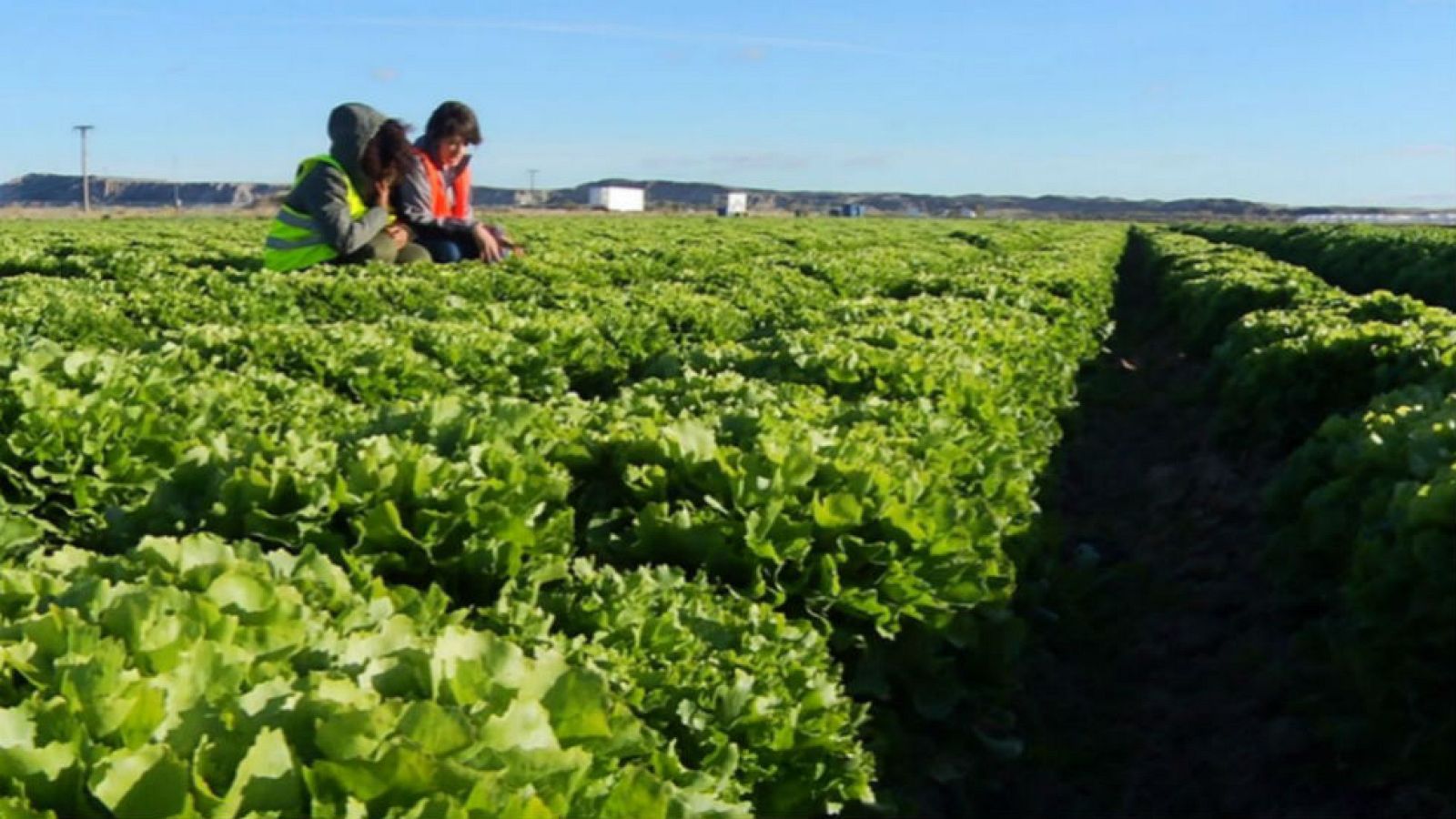 La escarola... ¡mola!