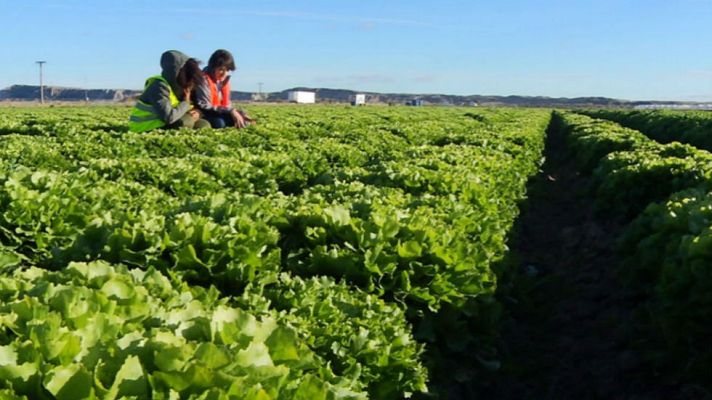 Aquí la Tierra - La escarola... ¡mola!