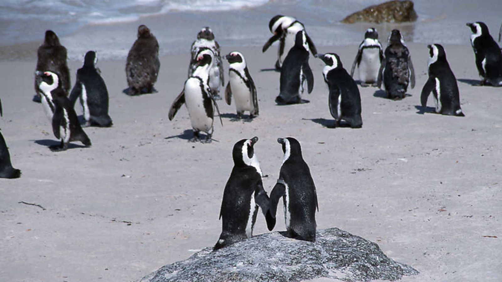 Grandes documentales - La ciudad de los pingüinos: Georgia sur- ver ahora