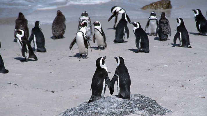 Grandes documentales - La ciudad de los pingüinos: Georgia sur