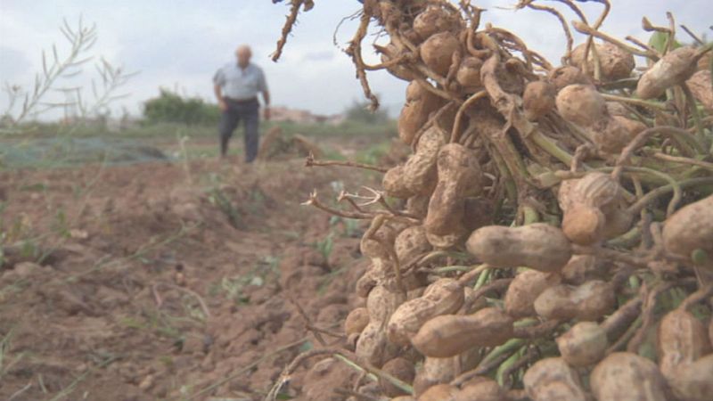 ¿De dónde nacen los cacahuetes?