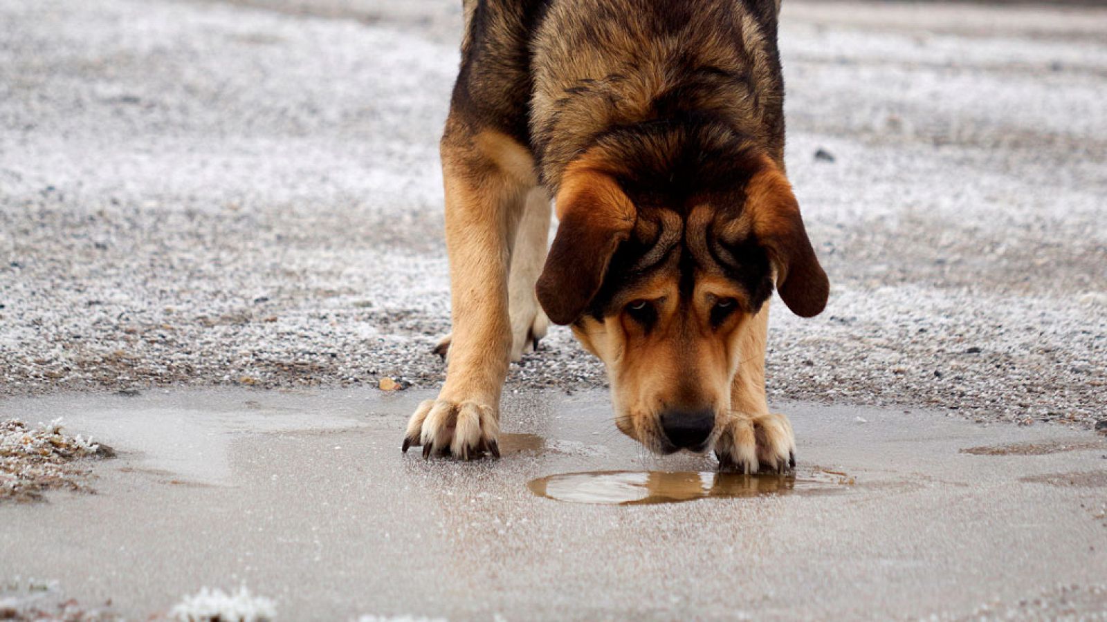 La cota de nieve bajará a los 300 metros y las mínimas  serán de hasta -10 grados
