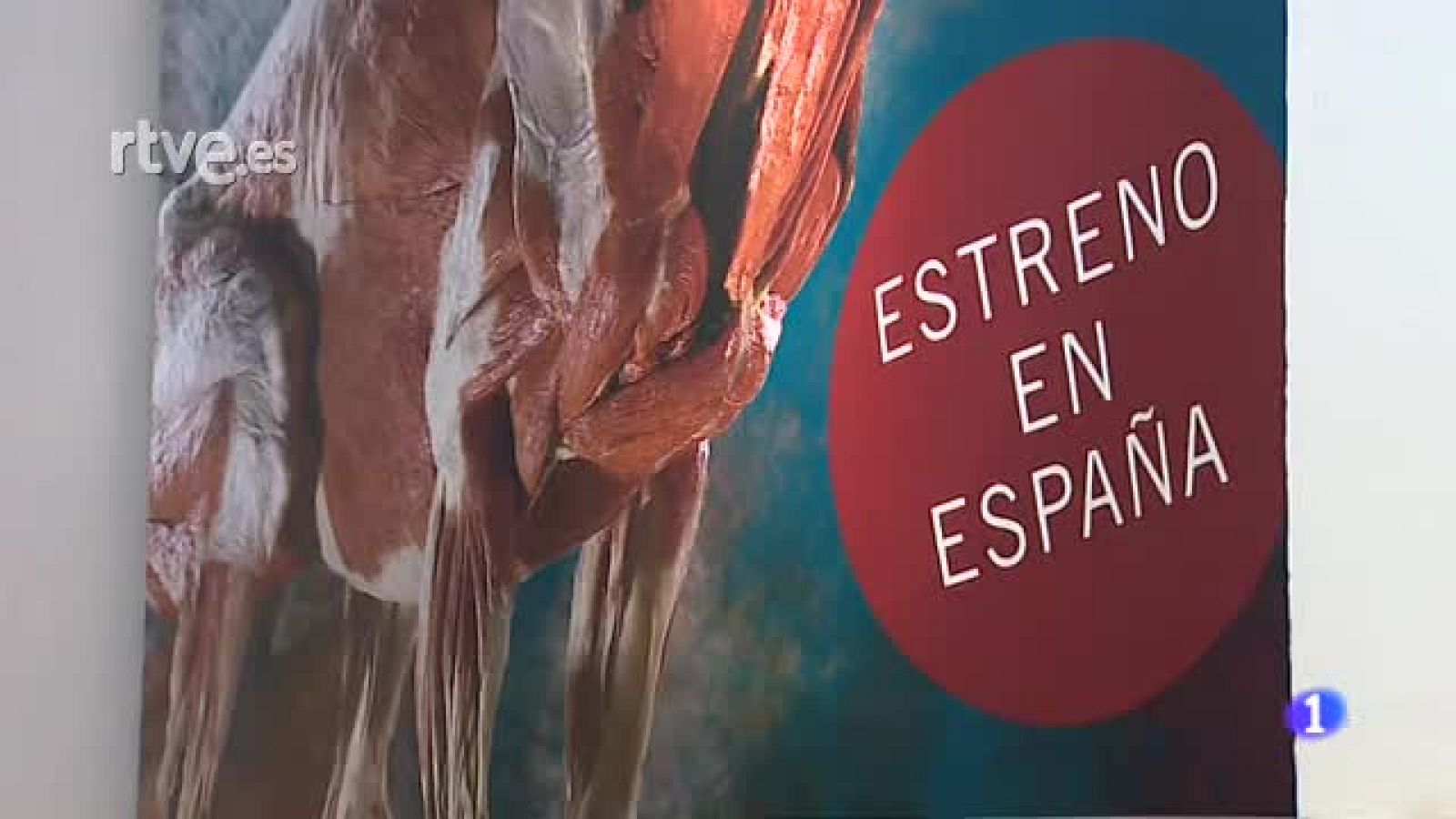 Sevilla estrena la exposición "Animal Inside out", la vida salvaje al descubierto | Ver