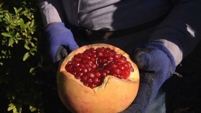 Todo sobre las granadas y cómo pelarlas