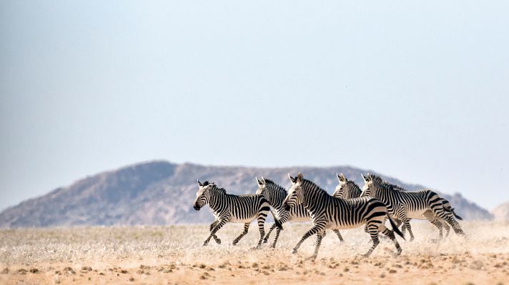Grandes documentales - En el abrasador Kalahari
