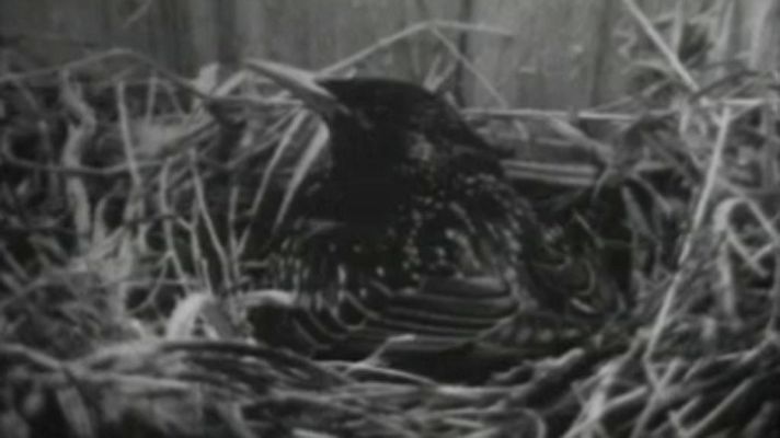 El planeta azul - El estornino