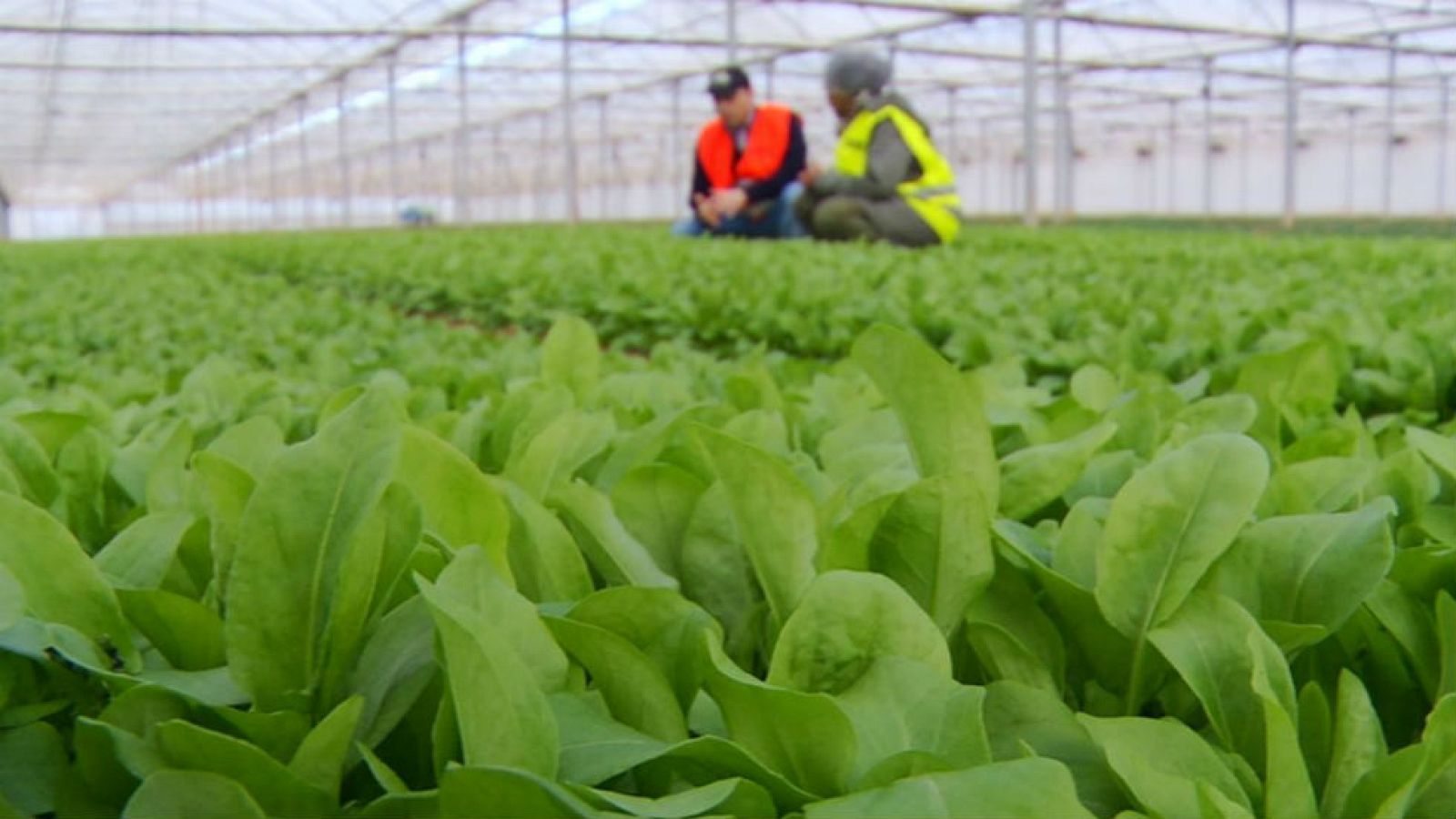 Acedera, ¡bomba de vitaminas!