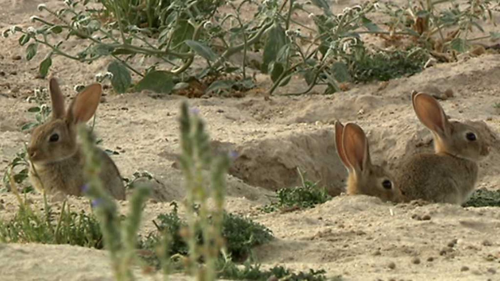 Jara y sedal - Descaste en La Mancha - ver ahora