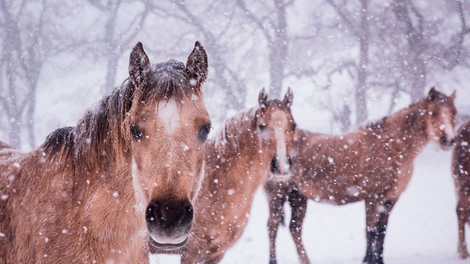 El agua llegará a toda España de la mano de varios frentes atlánticos