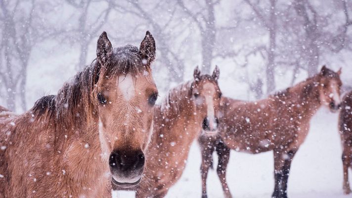 El tiempo - El agua llegará a toda España de la mano de varios frentes atlánticos